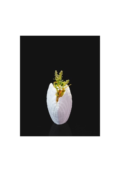 Deniz Kabuğu Görünümlü Saksı Dekoratif 3d Özel Tasarım Premium Hediyelik Beyaz - 858785211