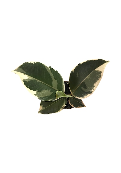 Ficus Elastica 'Tineke' Kauçuk Çiçeği Ø5.5 Cm H0-10 Cm