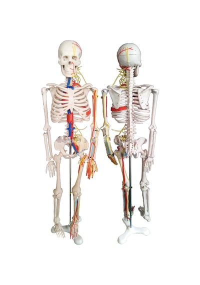 Damarları Sinirleri Gösterir İnsan İskeleti Modeli 85Cm