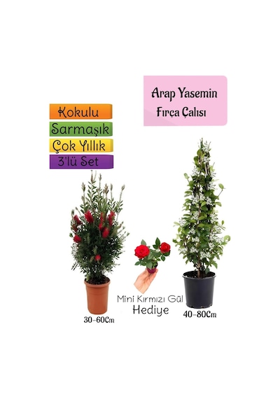 Kokulu Arap Yasemini+kırmızı Fırça Çalısı+mini Gül 3'lü Bahçe Seti