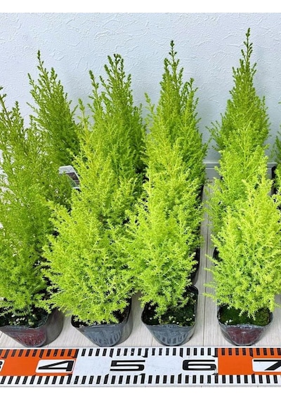 Kokulu Limon Çamı Fidanı 40 Adet Tüplü 15-25cm Hesperocyparis Macrocarpa