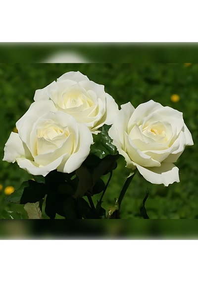 Beyaz Gül 40-70 Cm Tüplü
