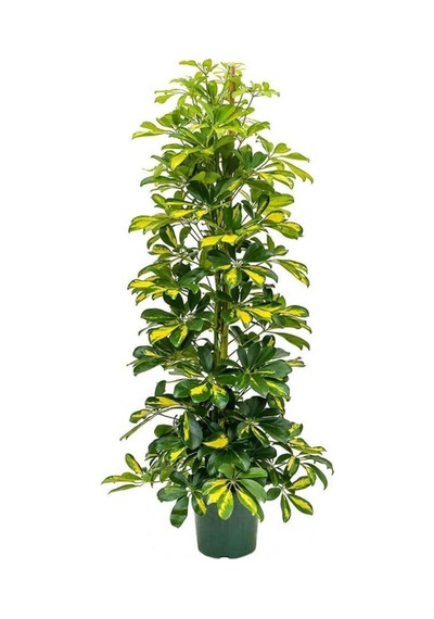 Videolu Şeflera Sarı Alacalı 2 Dallı 1 Adet Saksılı 90-110cm Salon Bitkisi Schefflera Arboricola