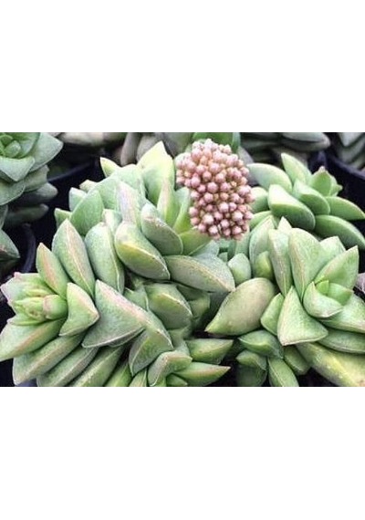 Crassula Springtime - 20 Adet Sukulent - Teraryum Bitkisi