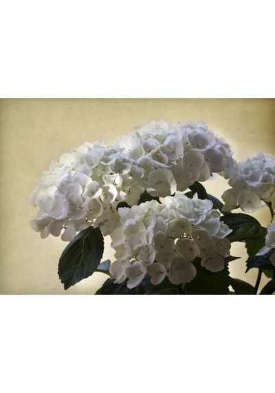 Videolu 2 Adet Pembe/beyaz Çiçekli Ortanca Fidanı 30-55 Cm Tüplü Çiçekli Bodur Pink/white Hydrangea