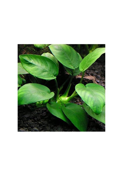 Anubias Barteri Var. Barteri L 5-6 Yapraklı Kök Canlı Bitki Diğer