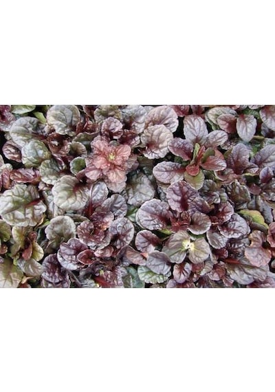 Ajuga - 10 Adet Bordo Yer Örtücü Bitki