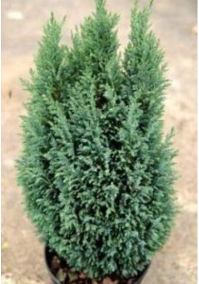 Yılbaşı Çamı Elvodi Çamı 30-60 Cm