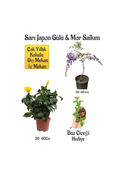 Sarı Japon Gülü Çiçeği+mor Salkım Ağacı Fidanı+ Itır Çiçeği Hediyeli Peyzaj Seti