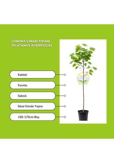 Londra Çınarı Fidanı Platanus Acerifolia