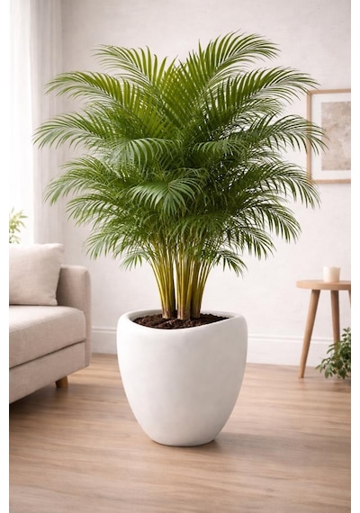 Omnipazar So-lle Lale Saksı Dekoratif Modern Plastik İç Kovalı 52 Litre Beyaz