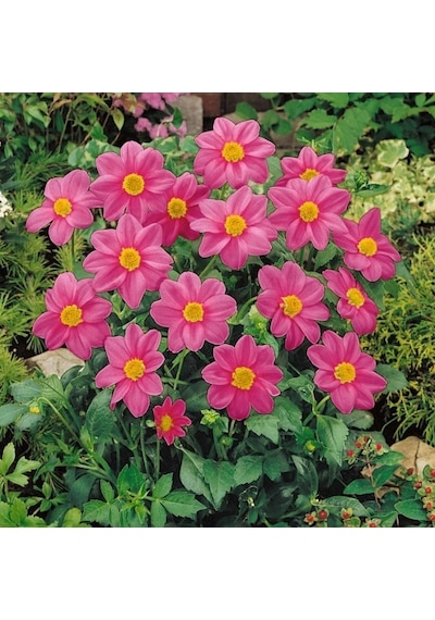 Miracle Karışık Renkli Bodur Mignon Rose Dahlia Yıldız Çiçeği Toh