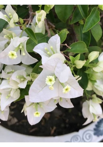 Videolu Beyaz Begonvil Sarmaşığı 60-90 Cm 1 Adet Saksılı Çiçekli Bahçe Teras Bitkisi Bougainvillea