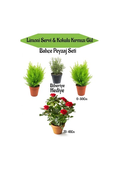 Bahçe Seti 2 Adet Limoni Servi Fidanı+ 1 Adet Kırmzı Gül Fidanı+ Hediye Biberiye