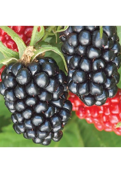 Tüplü Dikensiz Jumbo Böğürtlen Fidanı