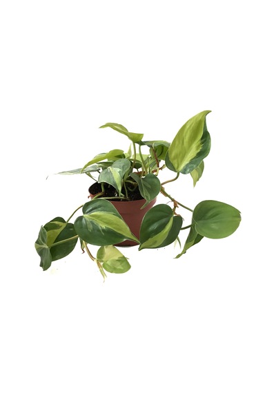 Philodendron Cordatum 'Brasil' Ø12 CM Y20-25 CM Philodendron Cordatum 'Brasil' Ø12 CM Y20-25 CM