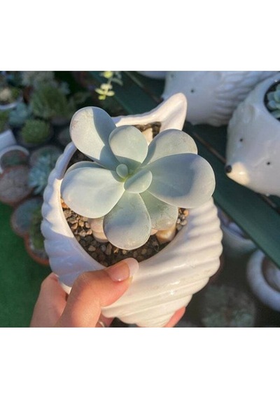 10 Adet Pachyphytum Oviferum Succulent Tohumu