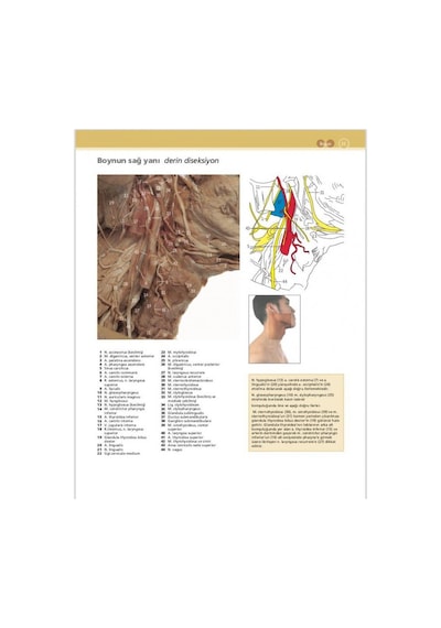 Mcminn & Abrahams İnsan Anatomisi Klinik Atlası