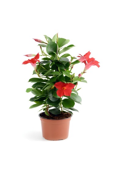 Kırmızı Mandevilla Sarmaşık Bitkisi 30 60 Cm Saksıda Gösterişli Çiçekli Tırmanıcı