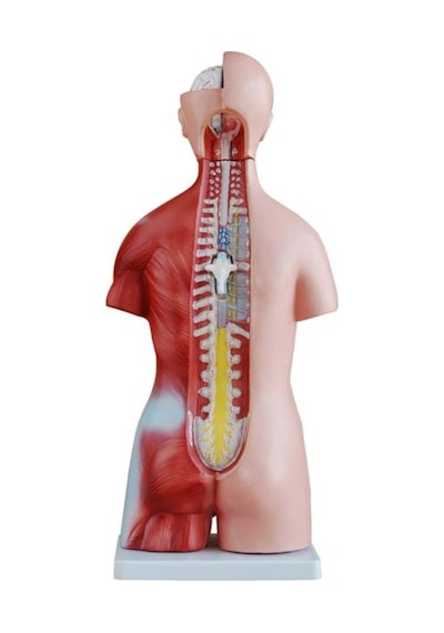 Kaslı Insan Anatomi Maketi. 45 Cm. 23 Parçalı