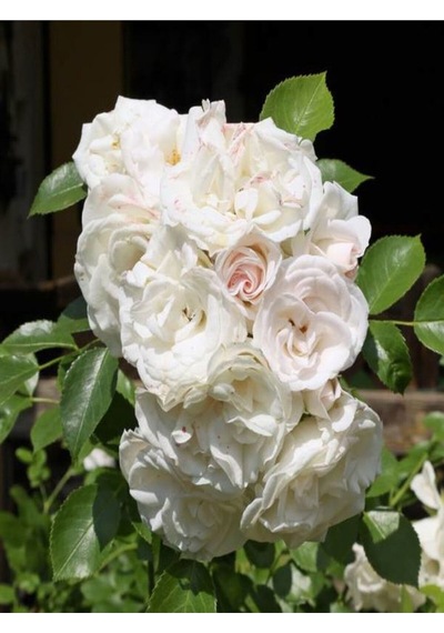 Chopin Beyaz Gül Fidanı 1adet Saksılı 50-70cm Dış Mekan "white Rose"