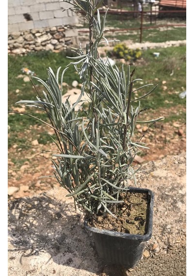 Aromatik Lavanta Fidanı Fidesi 10-20 Cm N11.134