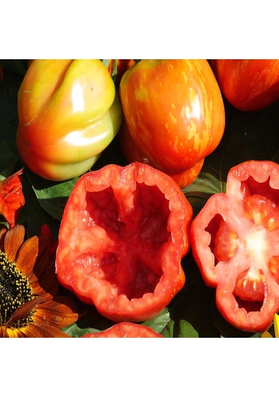 Yüksek Aromalı Striped Cavern Çizgili Domates Tohumu 15 Tohum