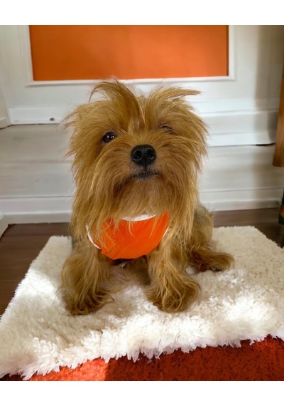 Kemique Basic Orange Atlet Köpek Kıyafeti Köpek Elbisesi