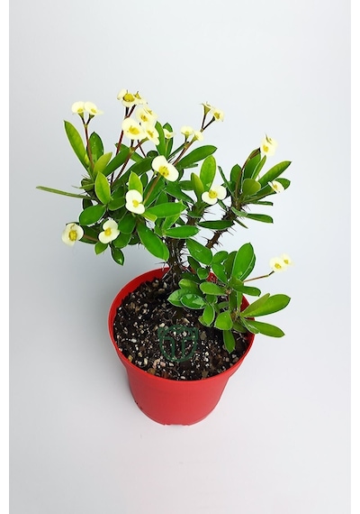 Videolu Sarı Milli Dikenler Tacı Büyük Boy 40 60 Cm Saksılı Kaktüs Euphorbia