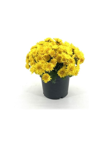 Sarı Kasımpatı Krizantem Chrysanthemum 10-20 Cm