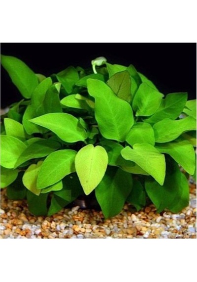 Anubias Barteri V. 5-6 Yapraklı Kök Canlı Bitki