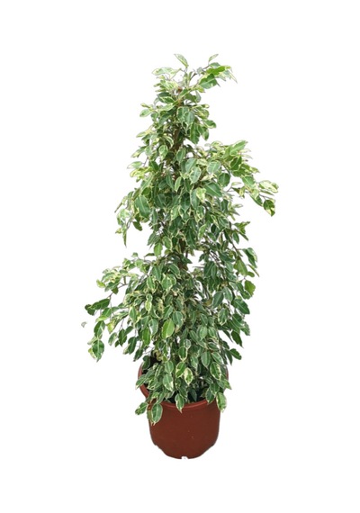 Ficus Benjamina ‘Starlight’ (Kauçuk Çiçeği) Ø30 CM Y125-150 CM