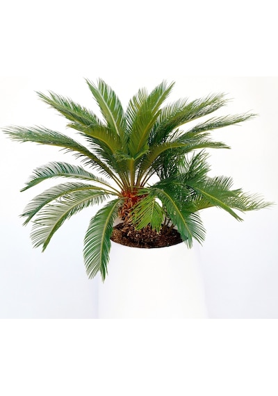 Sikas – Japon Sago Palmiyesi 30-40cm