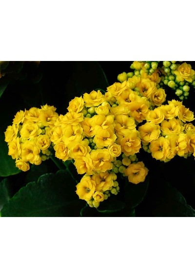Kalanşo Çiçeği Kalanchoe 10 Adet Sarı