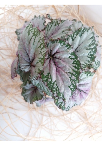 Serada Decor Plant Begonya Rex Yaprak Güzeli