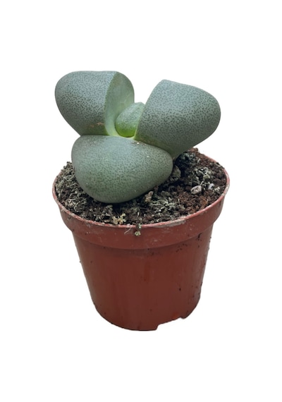 Pleiospilos Nelii (Taş Kaktüs) Ø8,5 CM Y10-15 CM