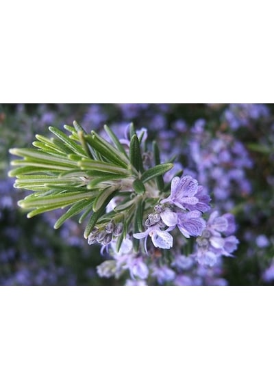 Biberiye Fidanı 20-30 Cm 3 Adet Rosmarinus Officinalis