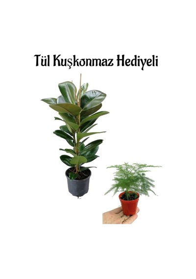 Parlak Yapraklı Yeşil Kauçuk Bitkisi Anneler Gününe Özel Tül Kuşkonmaz Hediyeli