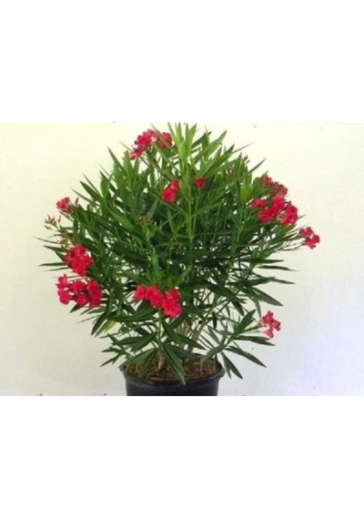 Kırmızı Zakkum Çiçeği Fidanı 40-60 Cm Saksılı Bahçe Bitkisi