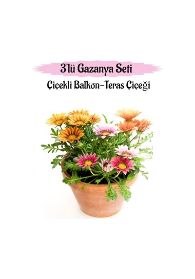 Pembe-kırmızı-sarı Renk Gazanya Çiçeği 3 Adet Saksılı 10-20cm Balkon Çiçeği