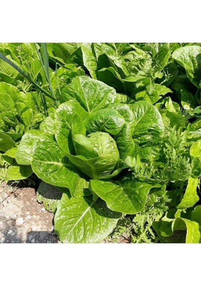 Geleneksel Doğal Kasam Yedikule Marul Fidesi 5 Adet