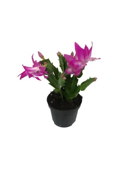 Schlumbergera - Yılbaşı Çiçeği Pembe Renk - 878010233