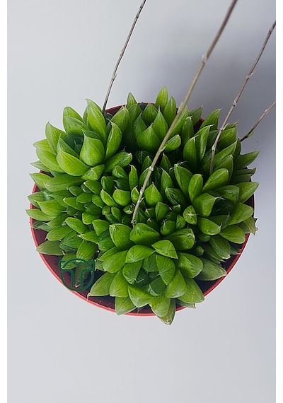 Haworthia Cymbiformis Şeffaf Yapraklı Büyük Boy Sukulent 1 Adet