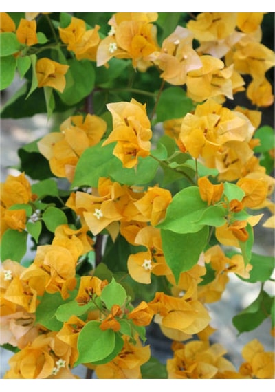 Sarı Begonvil 40 60 Cm 1 Adet Saksılı Çiçekli Iç/ Dış Mekan Bitkisi Bougainvillea