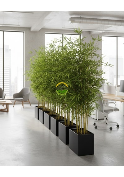 5 Adet Bambu Bitkisi Paketi Bambusa Aurea 150cm