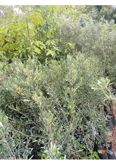 Yeşil Deniz Fidancılık Gemlik Trilye Zeytin Fidanı 80-120 Cm