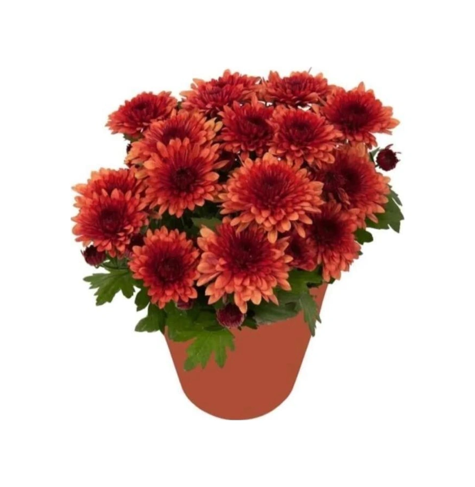 Kiremit Kırmızı Kasımpatı Çiçeği Fidanı 10-20 Cm