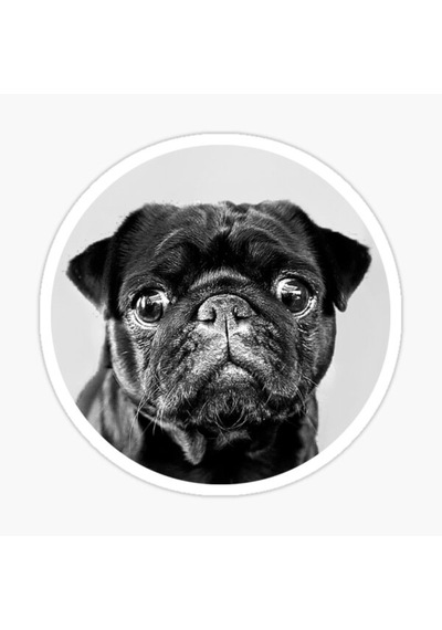 Pug Irkı Cinsi Köpek Sticker Araba Oto Yapıştırması 17Cm B1