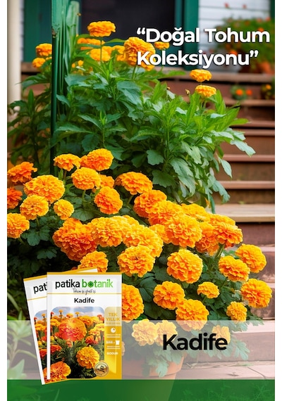 Patika Botanik 50 Adet Bodur Kadife Çiçek Tohumu Tagetes L.