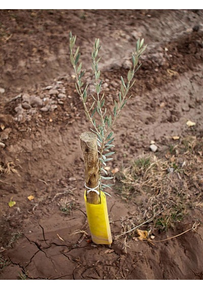 Videolu Gemlik Zeytin Fidanı Fidesi 80-190 Cm Tüplü Aşılı Güller Olive Tree Sapling